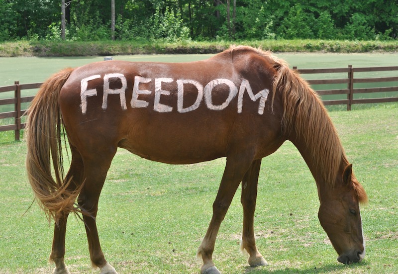 Selah with Freedom