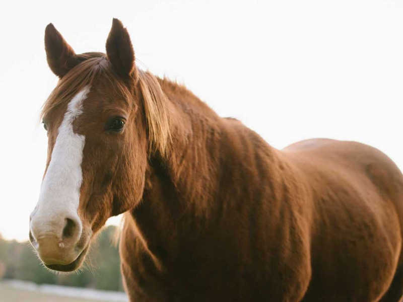 Hope Reins - Horse Stories - Buddy 800x600