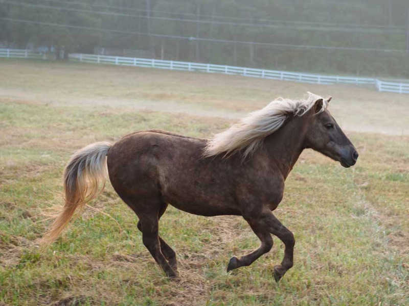 Hope Reins - Horse Stories - Gabe 800x600