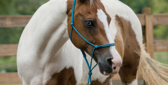 Hope Reins - Horse Stories - Joy 800x600