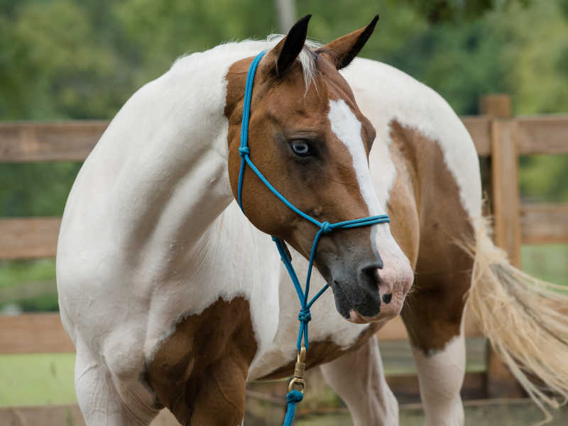 Hope Reins - Horse Stories - Joy 800x600