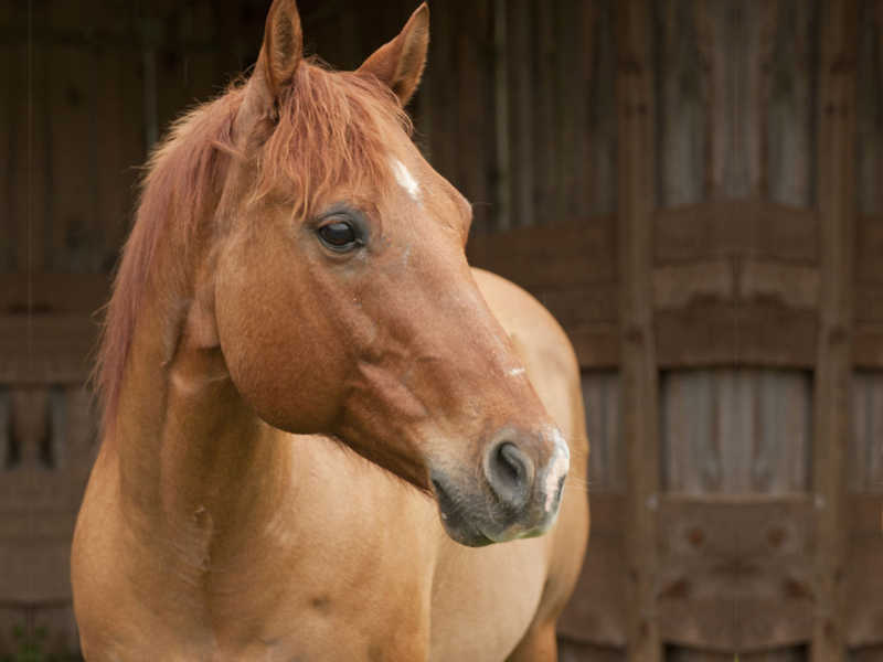 Hope Reins - Horse Stories - Kody 800x600