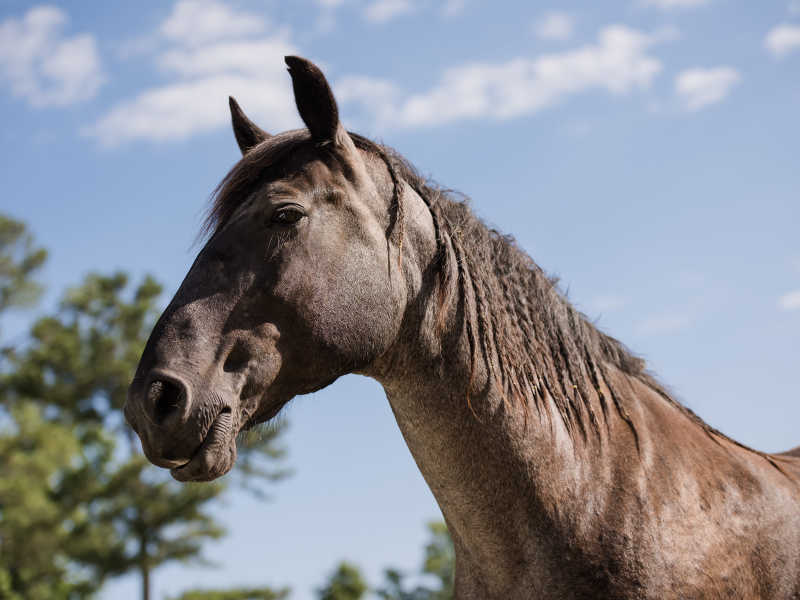 Hope Reins - Horse Stories - Ruka 800x600