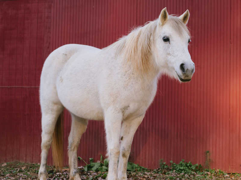 Hope Reins - Horse Stories - Shiloh 800x600