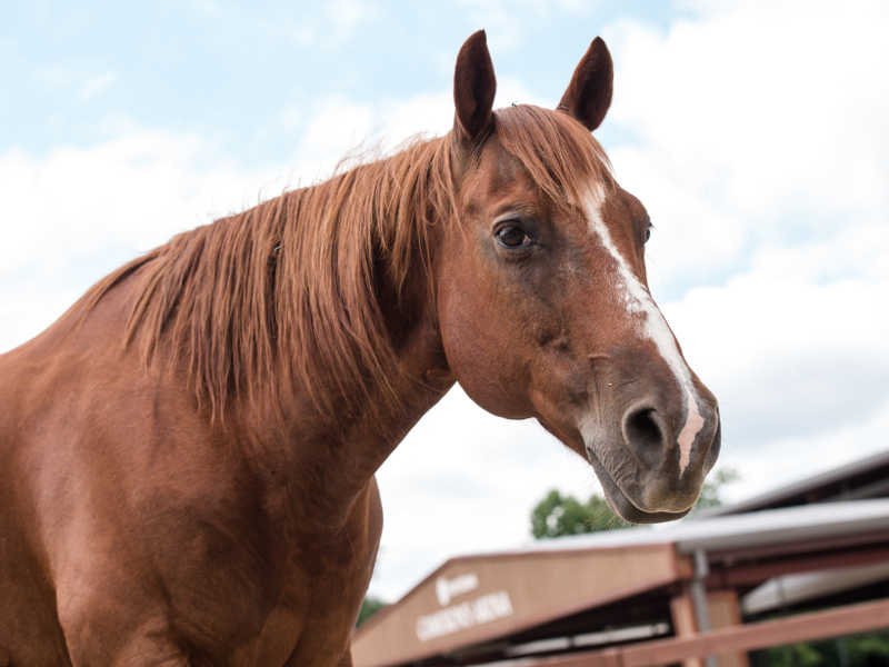 Hope Reins - Horse Stories - Sparrow 800x600