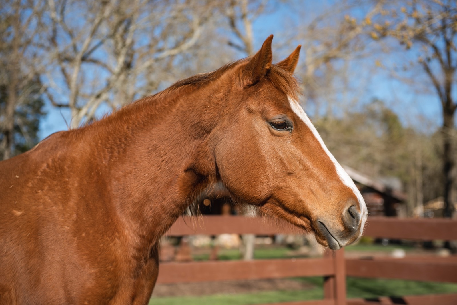 Dolly - Hope Reins